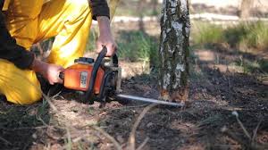 Best Tree Mulching Services  in USA